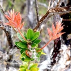 Agarista buxifolia Petit bois de rempart  Ericaceae Indigène La Réunion 1030.jpeg